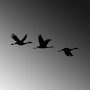 Wallity Migrant Birds - 302 Escultura de Pared de Metal Negra